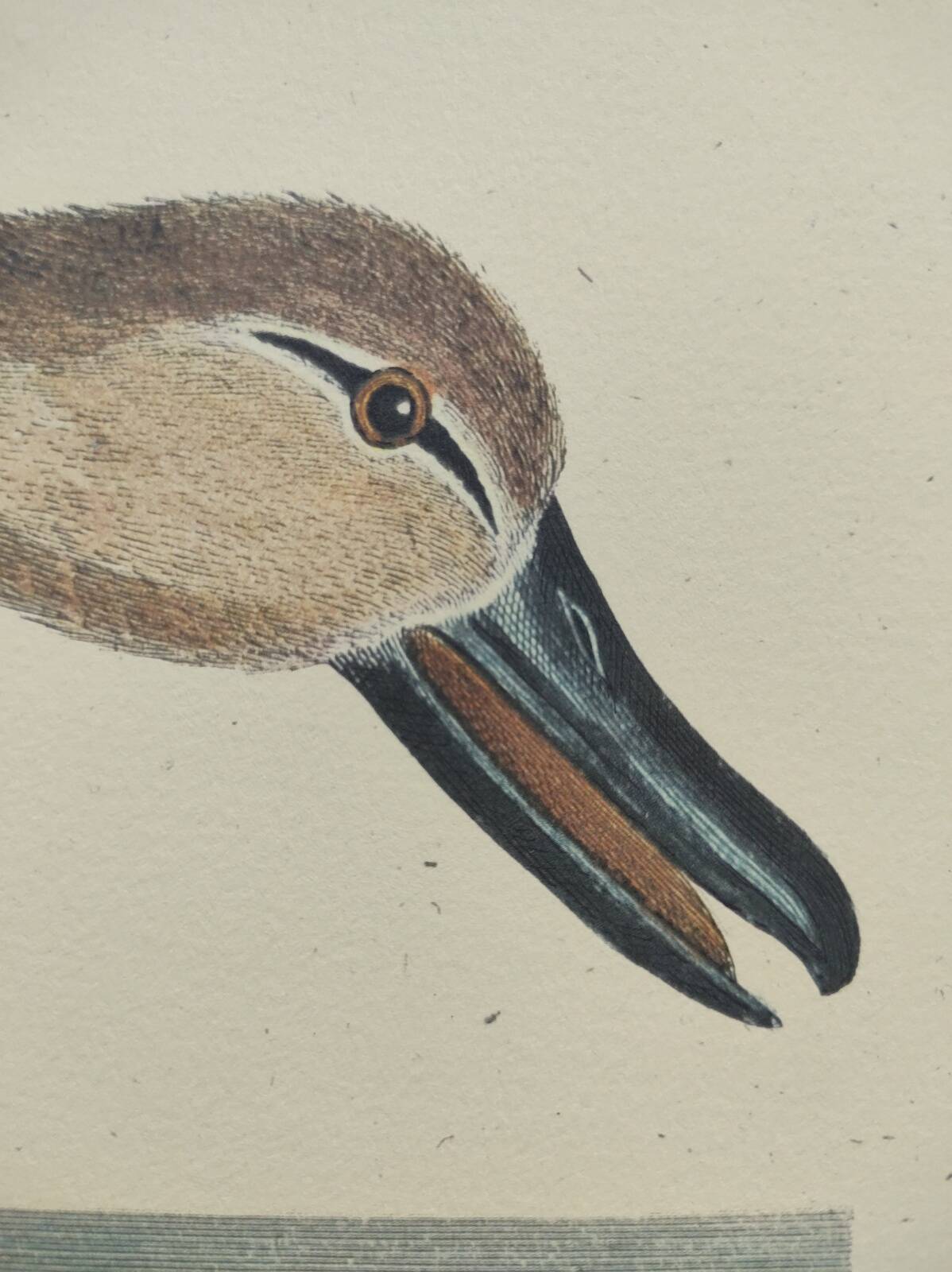 Old bird engraving - Brown Teal - Zoological plate by Seligmann & Catesby de Canard