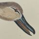 Old bird engraving - Brown Teal - Zoological plate by Seligmann & Catesby de Canard