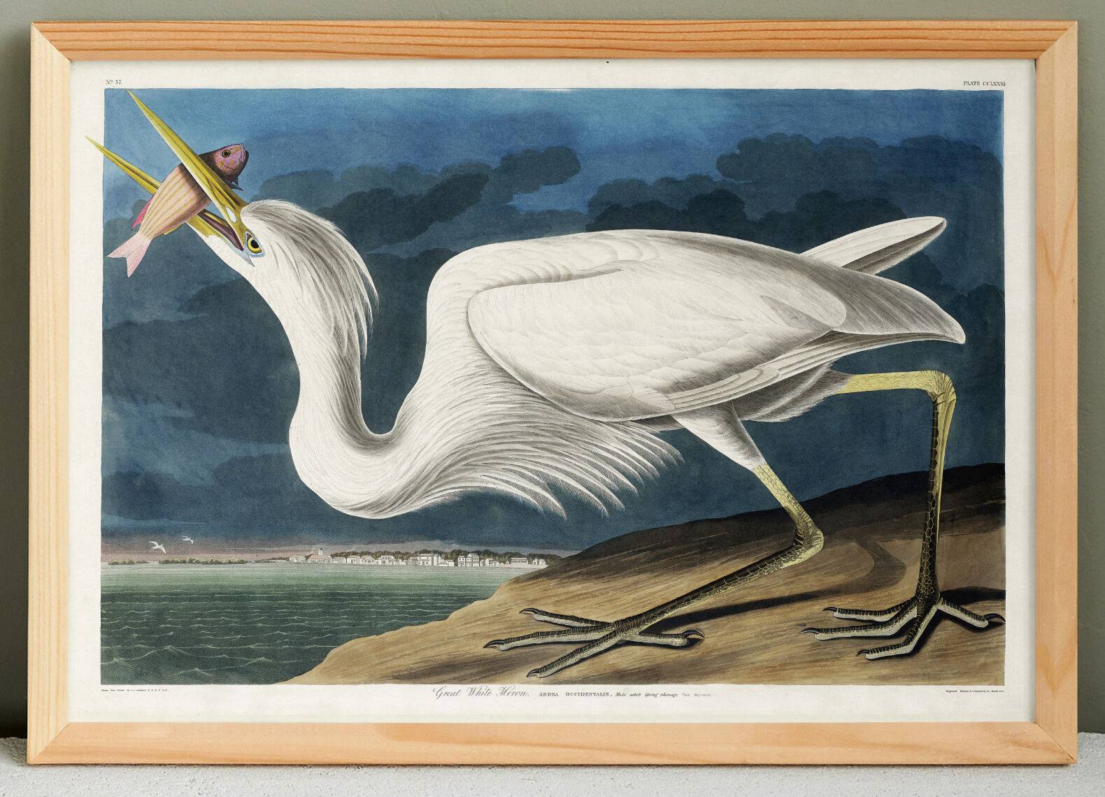 Poster about the Great Egret, based on an old engraving from 1827.