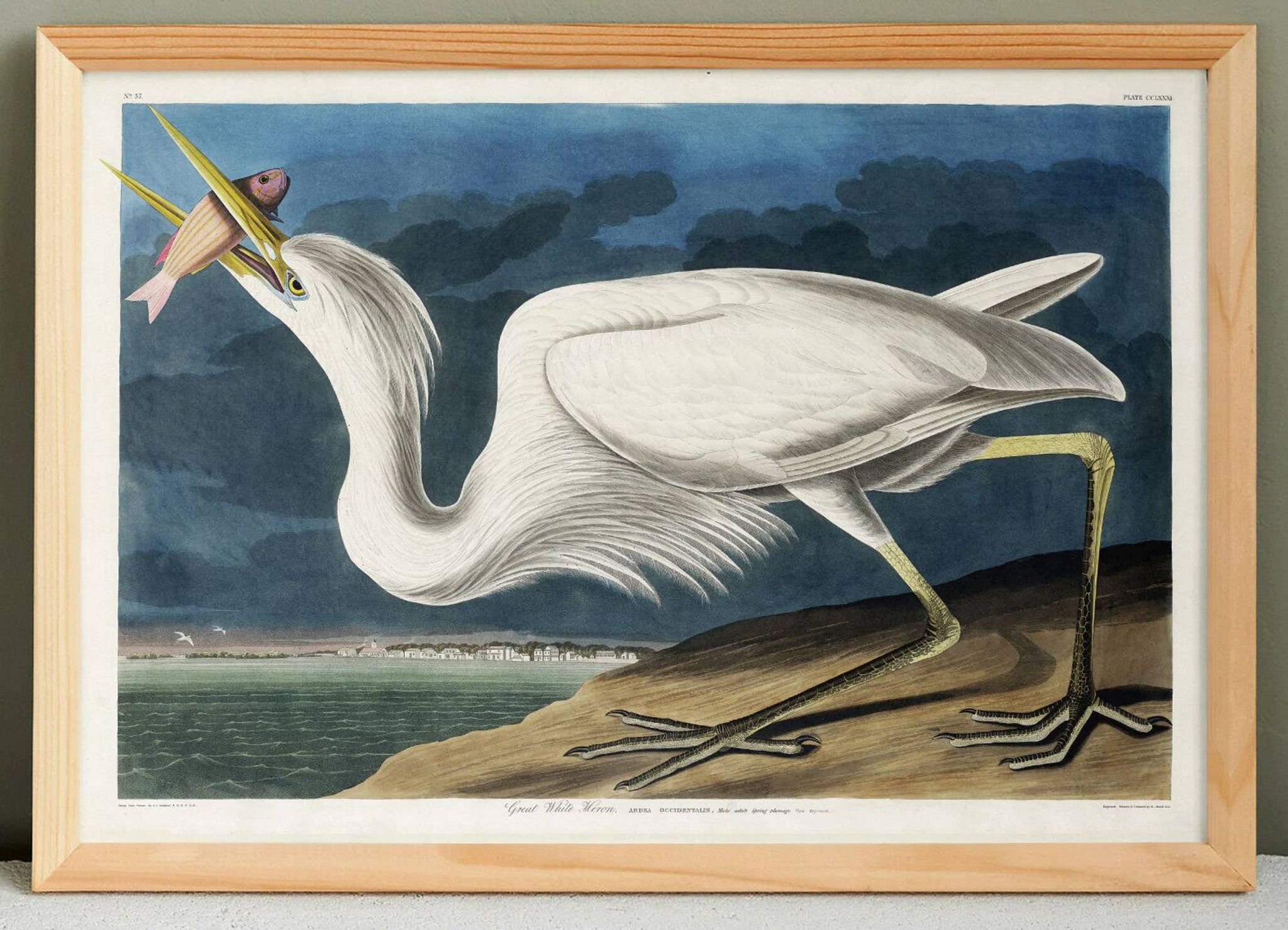 Poster about the Great Egret, based on an old engraving from 1827.