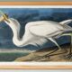 Poster about the Great Egret, based on an old engraving from 1827.