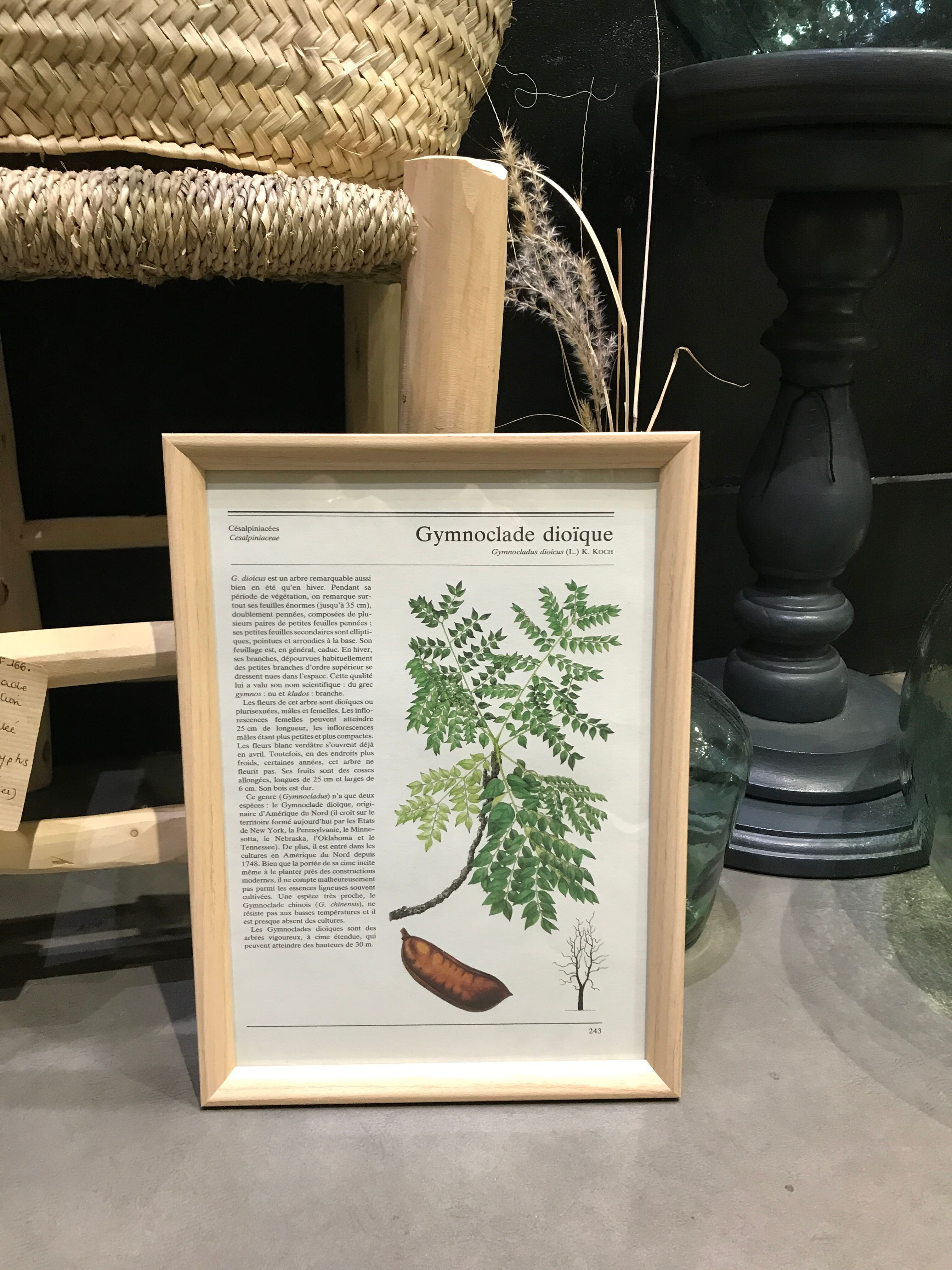 Vintage framed botanical illustration Gymnoclade