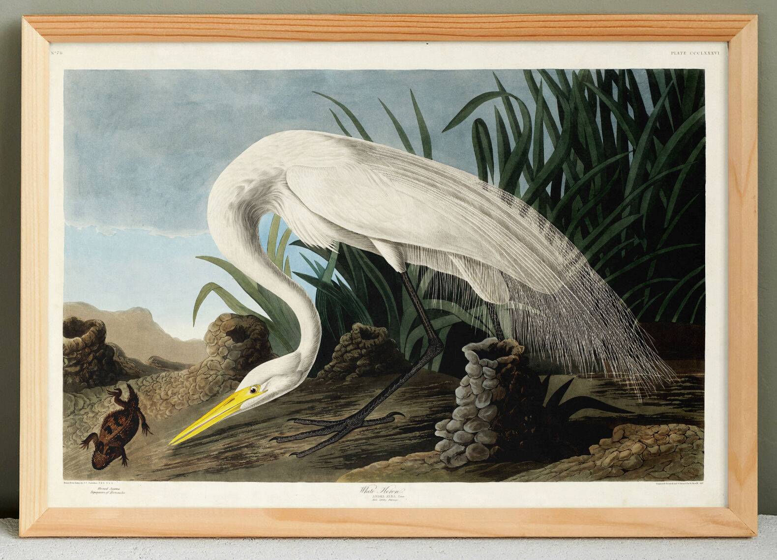 Poster about the Great Egret, based on an old engraving from 1827.