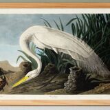 Poster about the Great Egret, based on an old engraving from 1827.