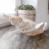 Real clam shell