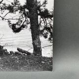 Silver gelatin photograph by Bernard Darot, Two Trees by the Water, 20th century