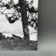 Silver gelatin photograph by Bernard Darot, Two Trees by the Water, 20th century