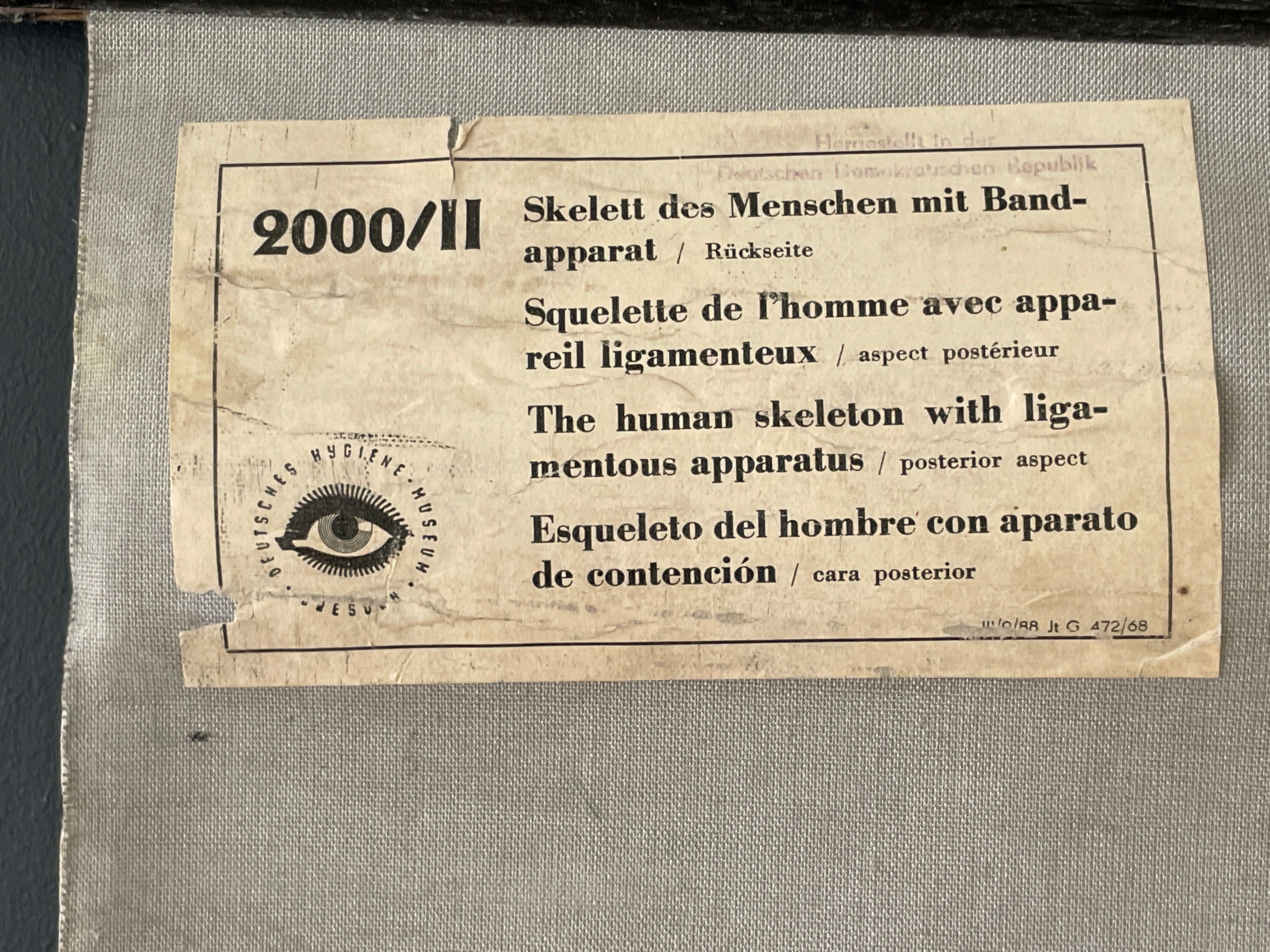 Deutsches Hygiene Museum SKELETON Vintage Medical Poster Wall Board 1960's