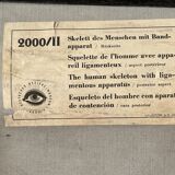 Deutsches Hygiene Museum SKELETON Vintage Medical Poster Wall Board 1960's