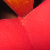 Pair of scandinavian armchairs of the 50s