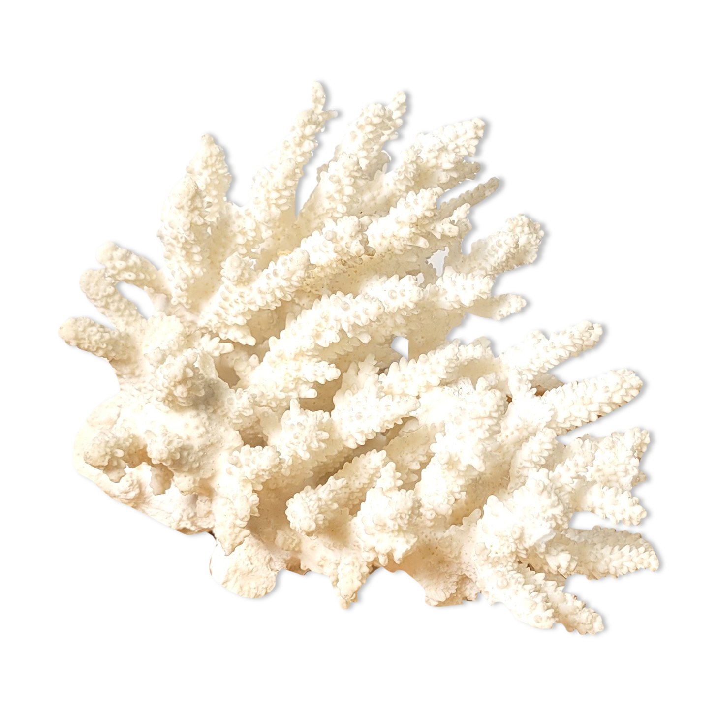 White coral branch