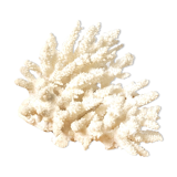 White coral branch