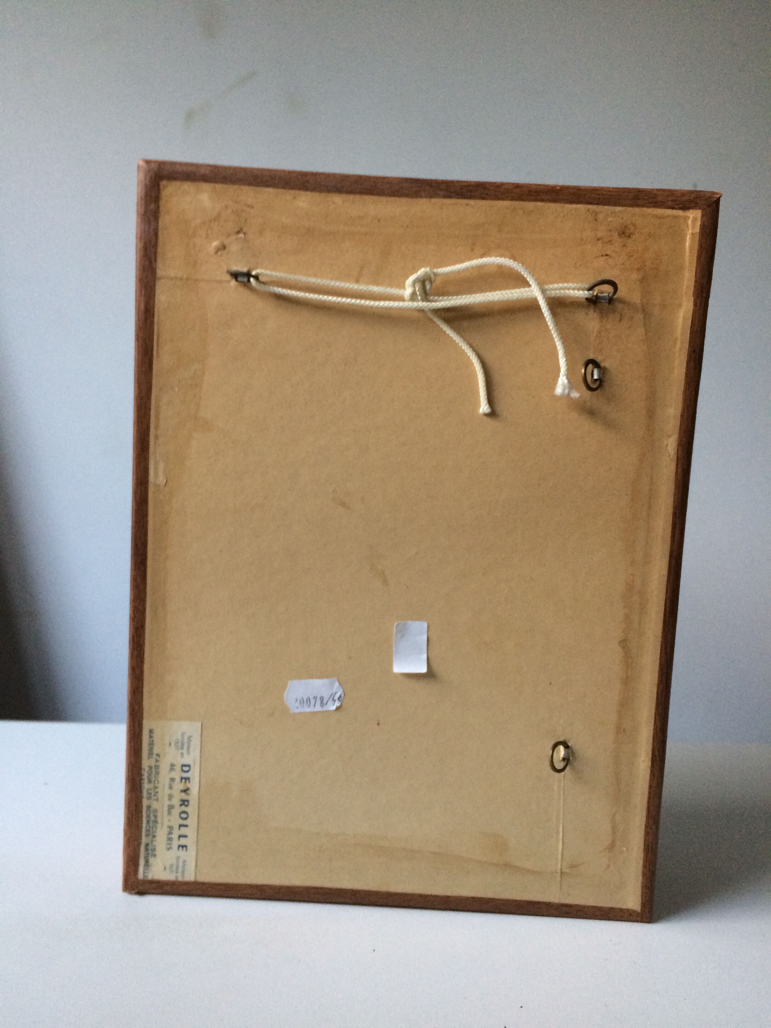 Butterfly frame taxidermy