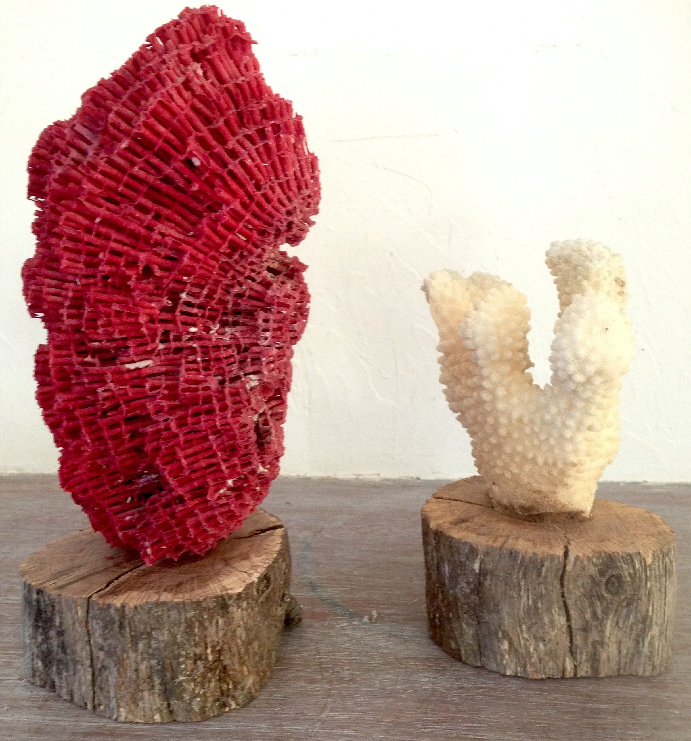 Coral vintage on wooden base