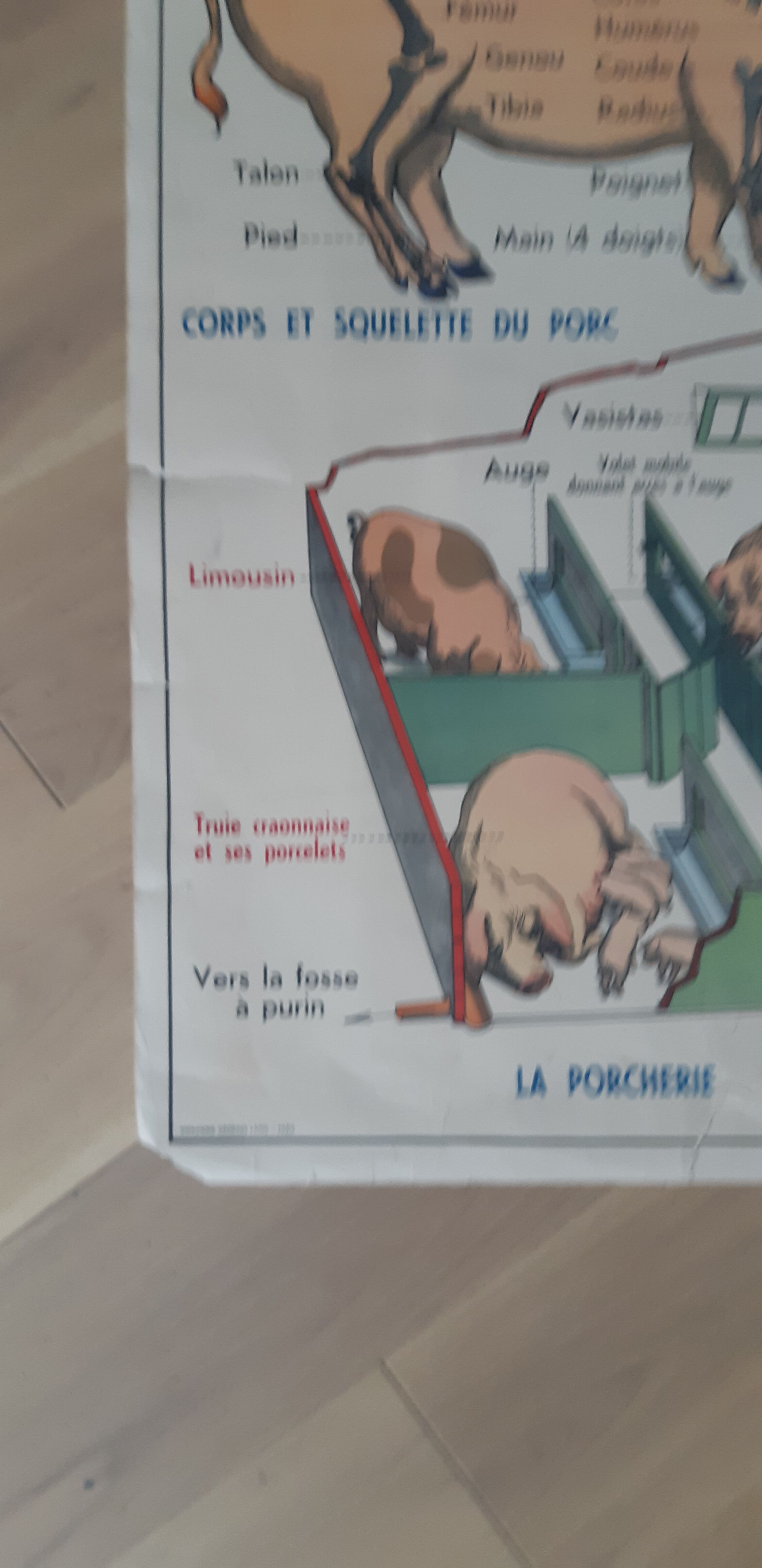 School poster pig and cat