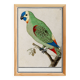 Small poster about the parakeet, after an old engraving from 1610.