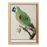 Small poster about the parakeet, after an old engraving from 1610.
