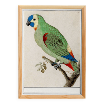 Petite affiche sur la  perruche , d’après une gravure ancienne de 1610.