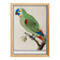 Small poster about the parakeet, after an old engraving from 1610.