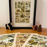 Lithograph on useful animals from 1911