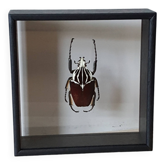 Naturalized insect frame: Goliath beetle (Goliathus goliatus)