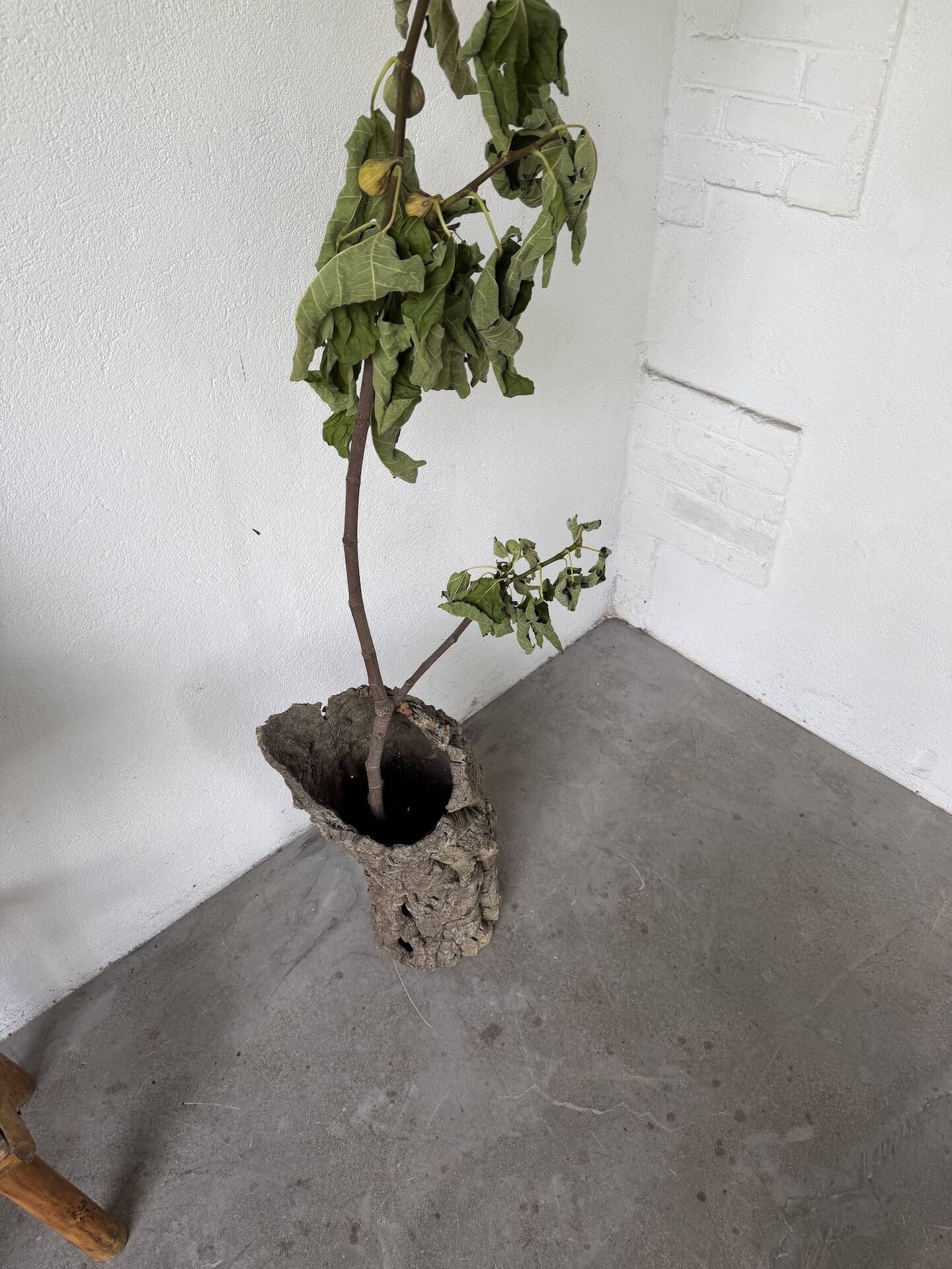 XL cork bark vase