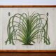 Cadre lithographie botanique plante exotique