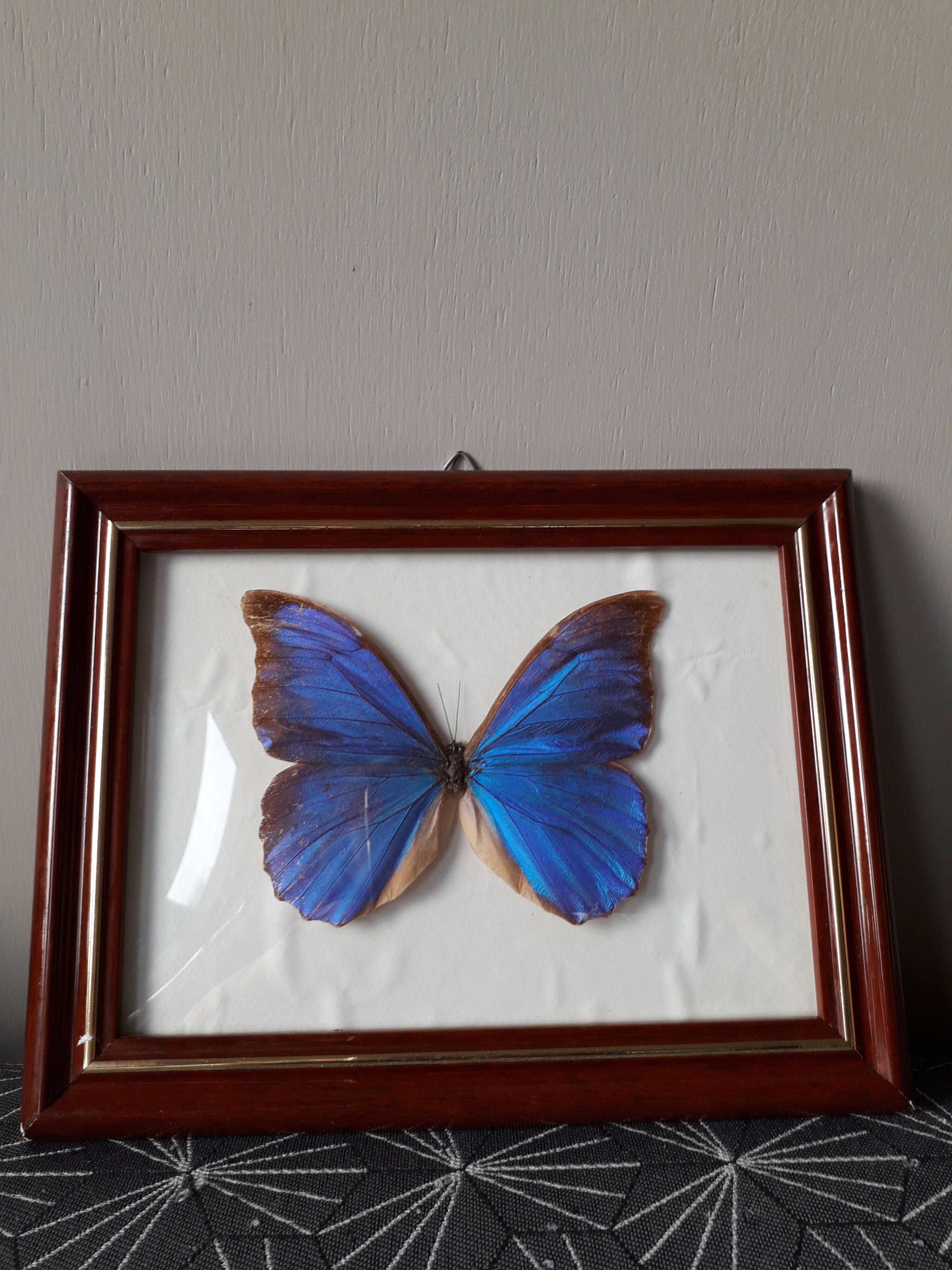 Naturalized vintage butterfly frame