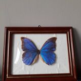 Naturalized vintage butterfly frame