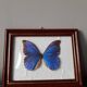 Naturalized vintage butterfly frame