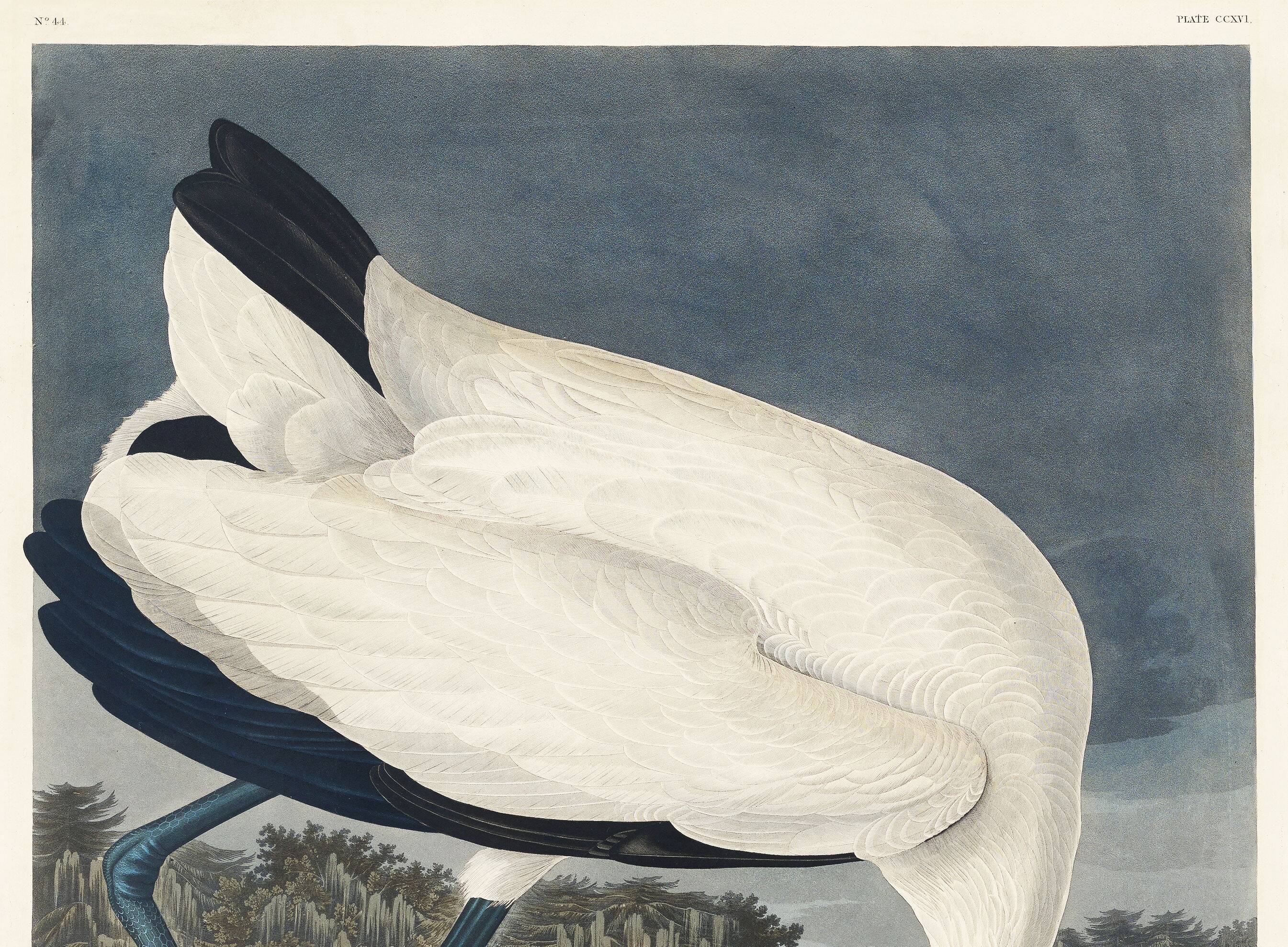 Poster about the American Stork, based on an old engraving from 1827.