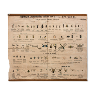 Affiche pédagogique insectes 1901