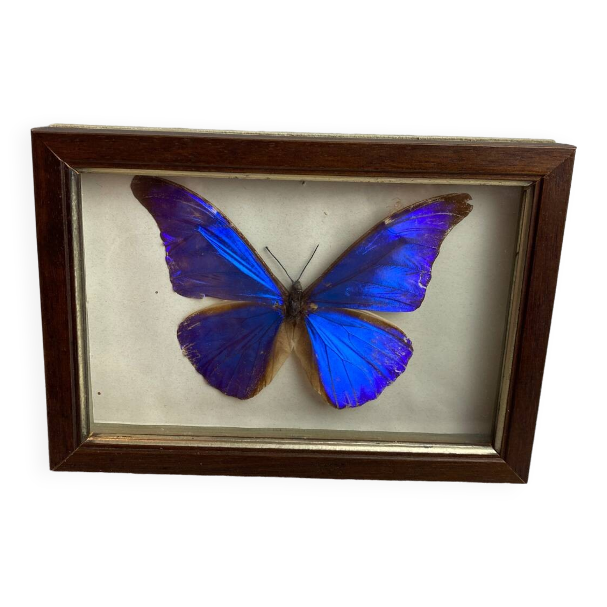 Naturalized butterfly frame under glass