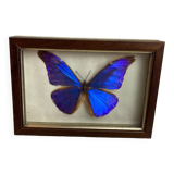 Naturalized butterfly frame under glass