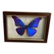 Naturalized butterfly frame under glass