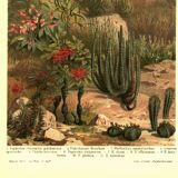 Botanical engraving from 1904 - Cacti & succulents - Vintage desert plant