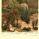 Botanical engraving from 1904 - Cactus & succulents - Vintage desert plant