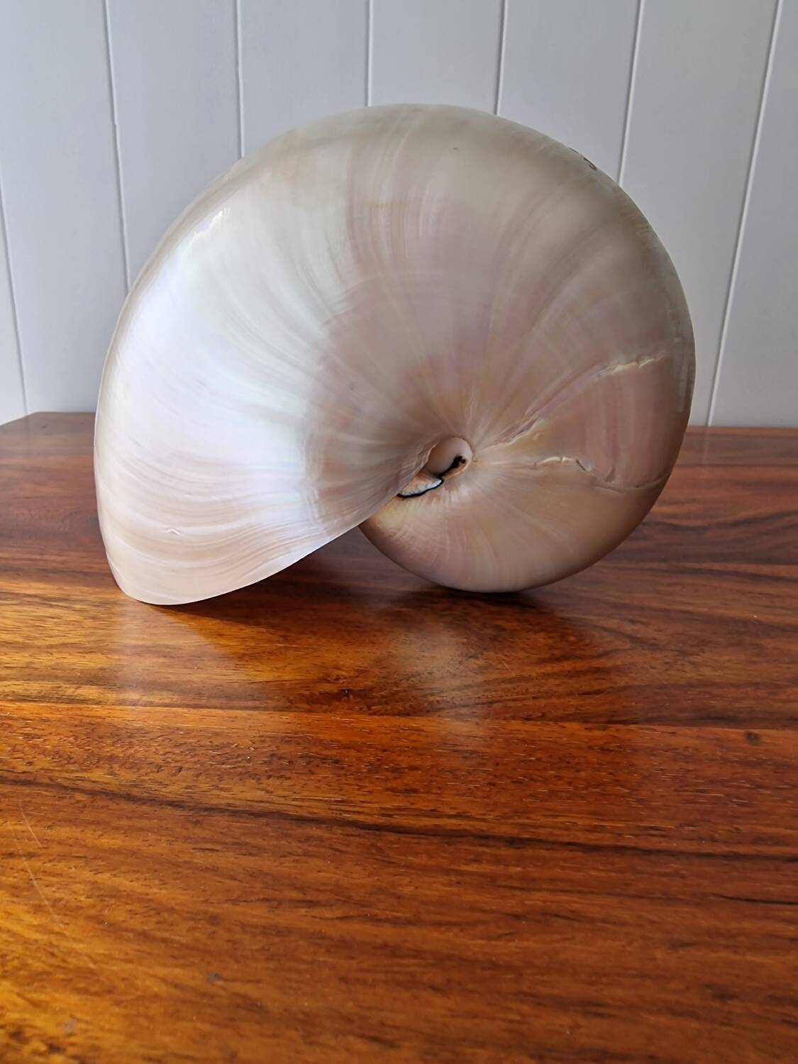 Nautilus Mother-of-pearl shell Nautilus