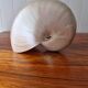 Nautilus Mother-of-pearl shell Nautilus