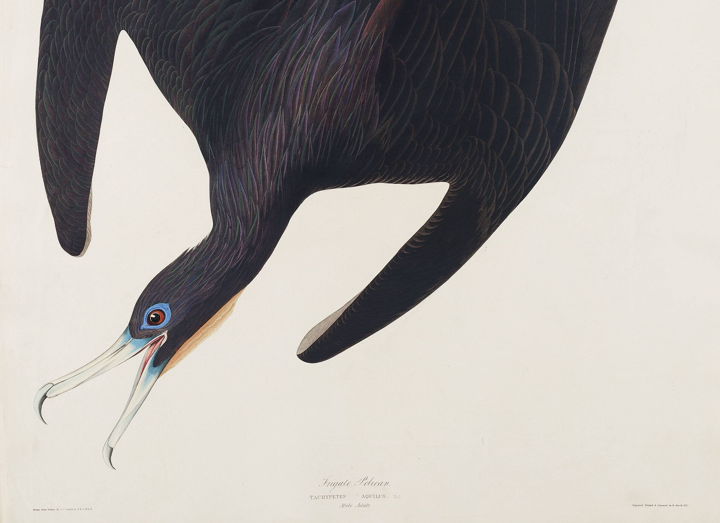 Poster of the superb frigate, based on an old engraving from 1827