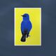 Oiseau "Grandala" dessin original