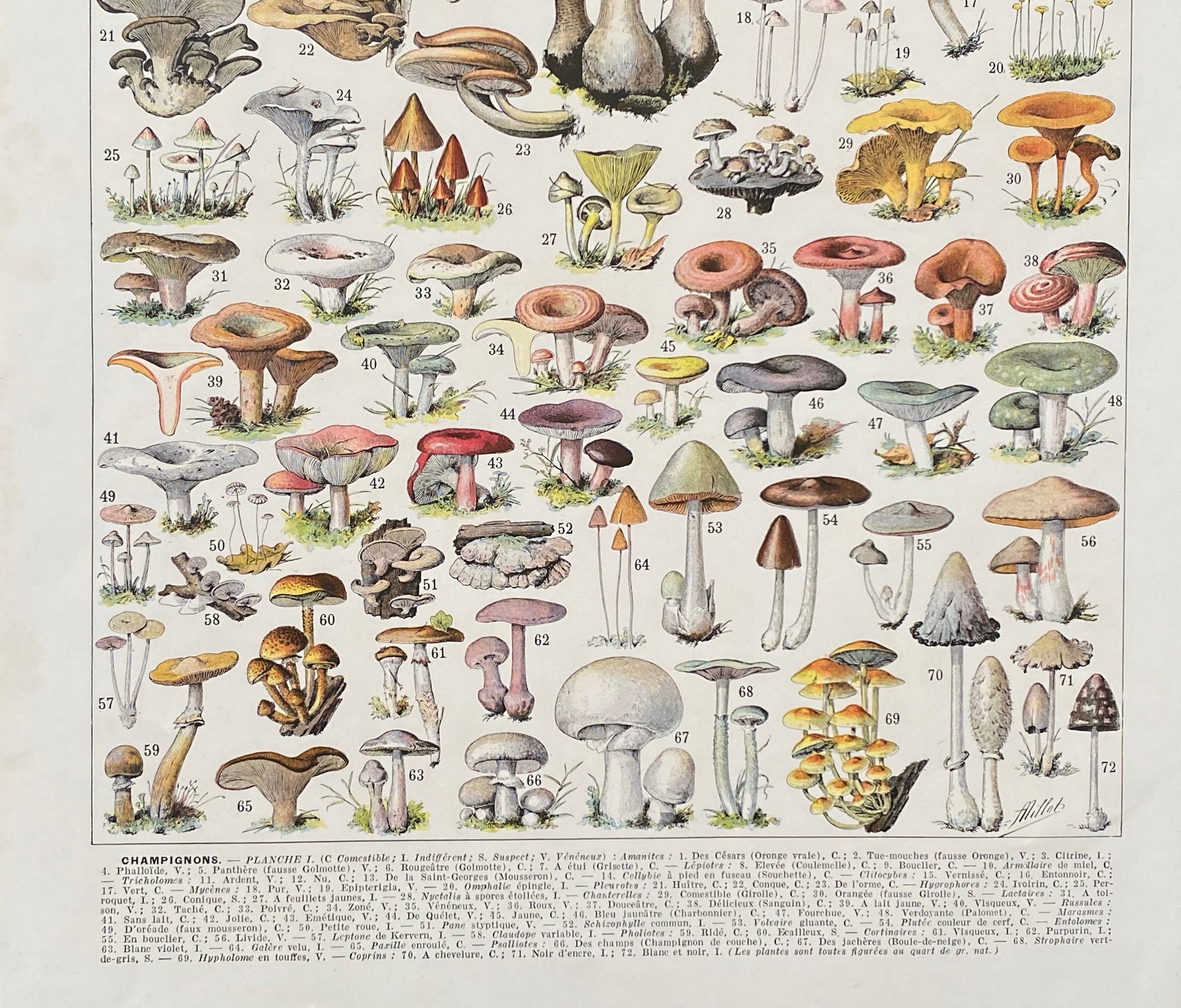 Old illustration Millot "Mushrooms"