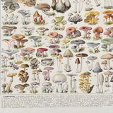 Old illustration Millot "Mushrooms"
