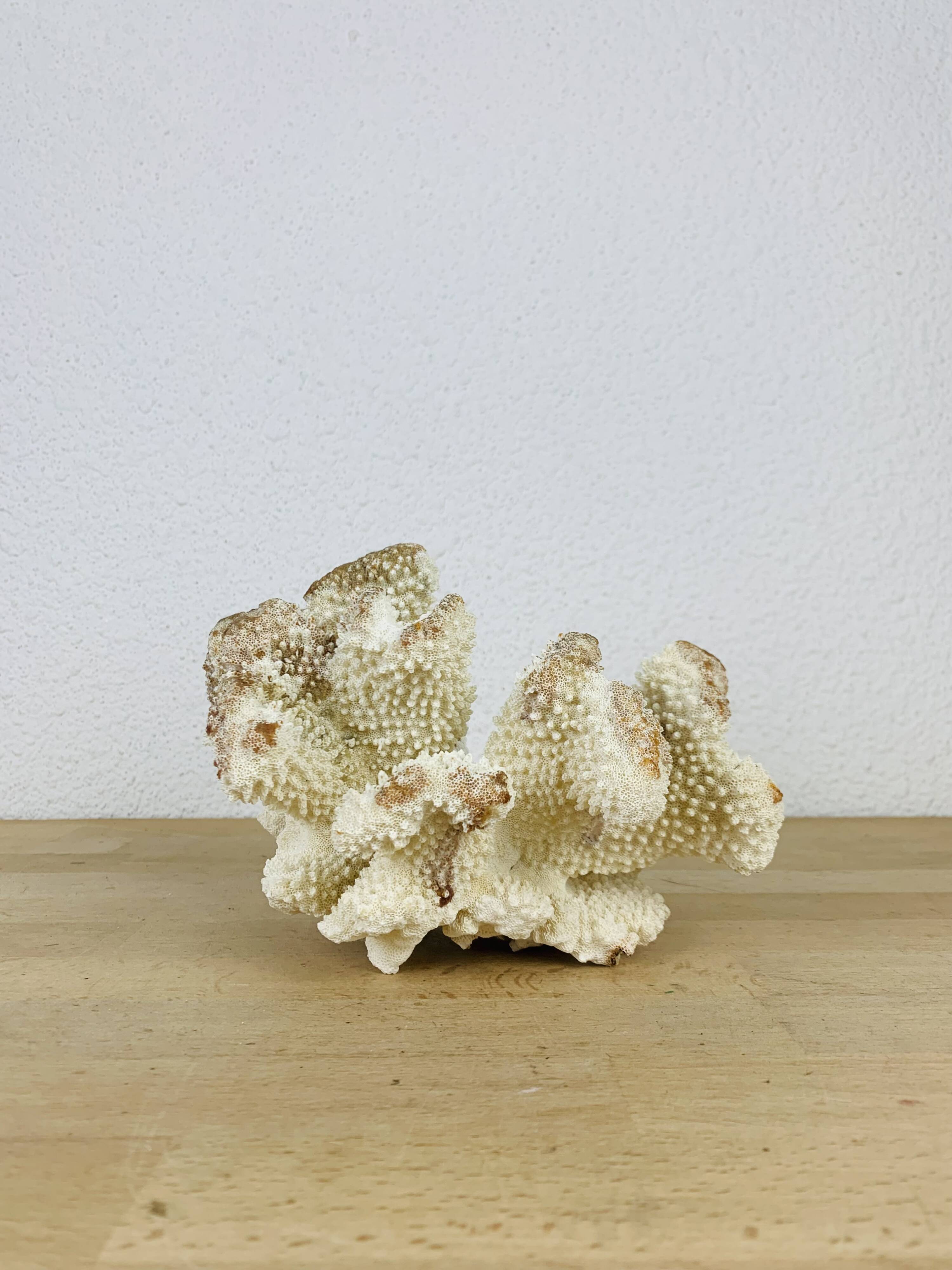 Old white coral 20 cm
