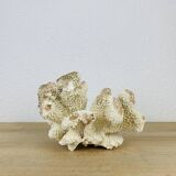 Old white coral 20 cm