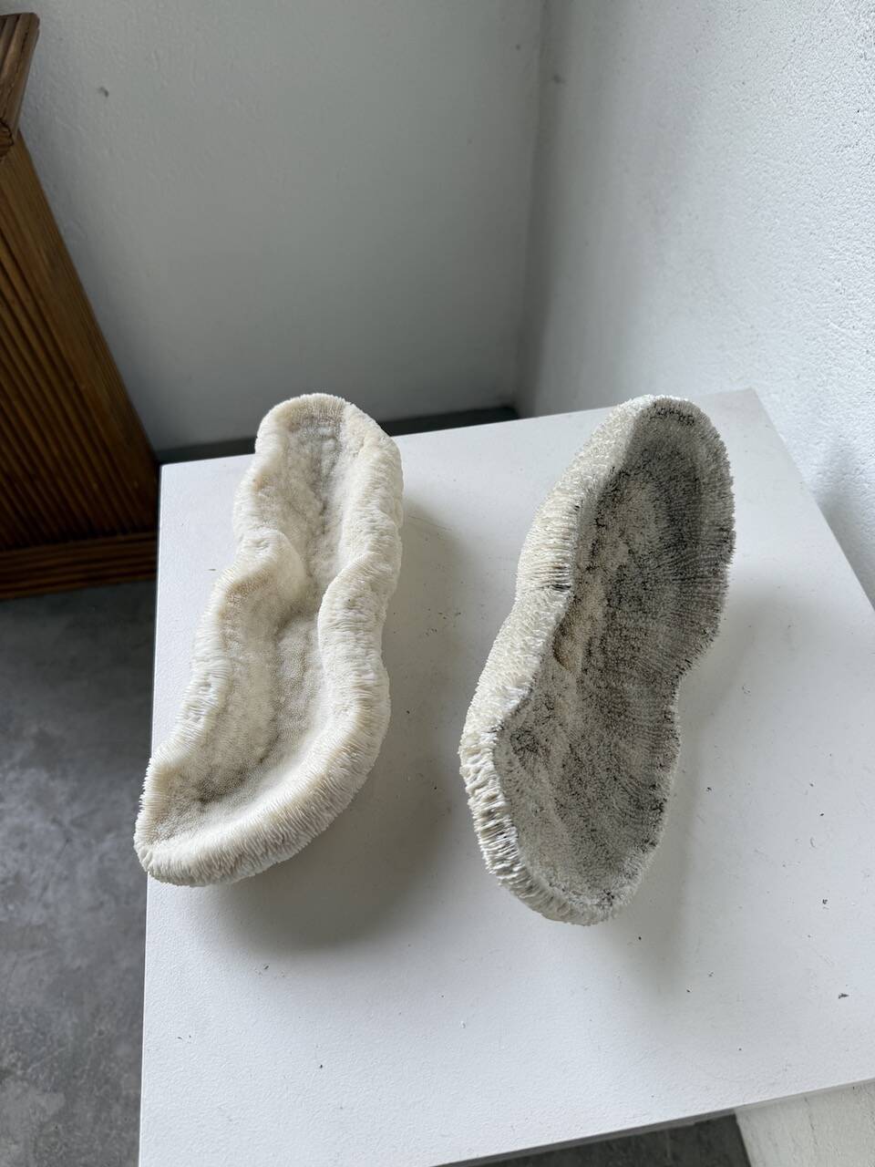 Pair of Fungia "shark cushion" corals