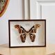 Naturalized butterfly framed attacus male indies