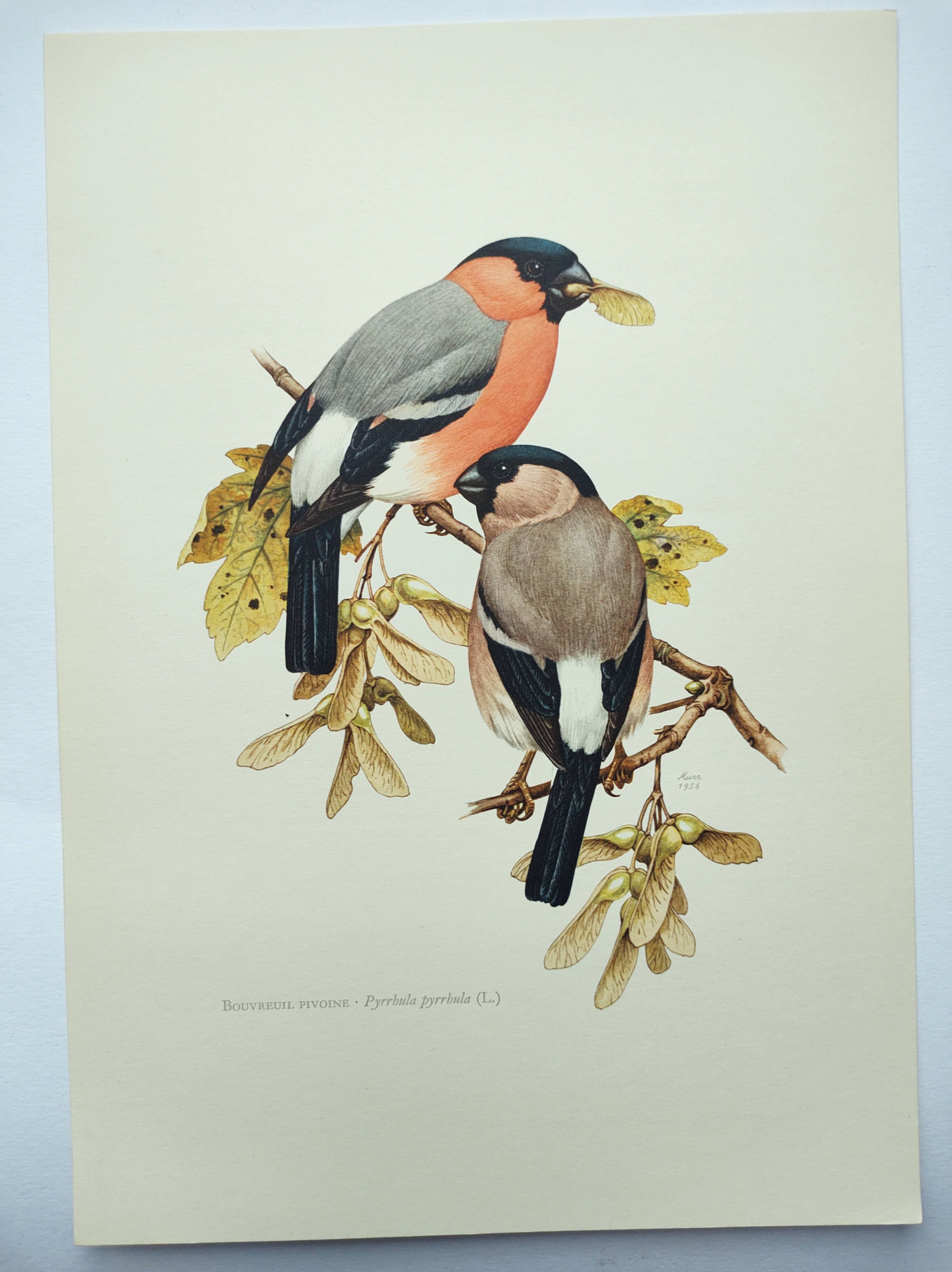 Old bird plate from the 1960s - Bullfinch - Nature and ornithology illustration