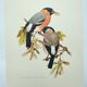 Old bird plate from the 1960s - Bullfinch - Nature and ornithology illustration