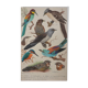 Louis Delapchier: Bee-eater, Roller and Kingfisher, original signed watercolor